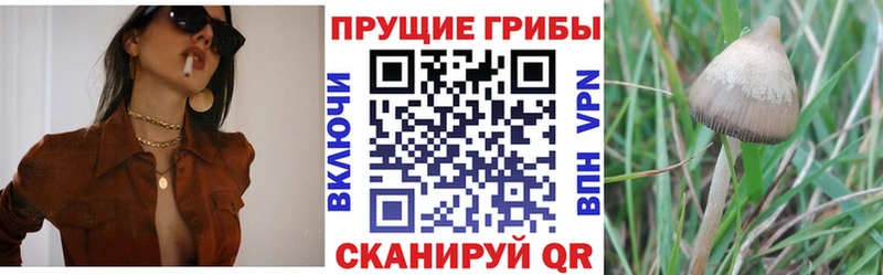 Галлюциногенные грибы Psilocybe Семикаракорск